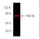 TNF-R2 Antibody (D-2) - Western Blotting - Image 391042