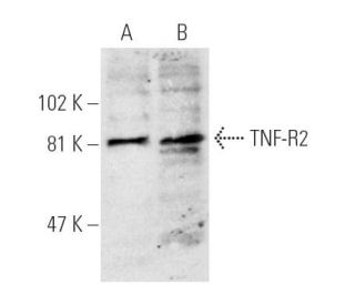 western blotting image from recommended TNF-R2 (D-2) monoclonal antibody replacement. Image 2856