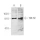 western blotting image from recommended TNF-R2 (D-2) monoclonal antibody replacement. Image 2856