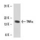 TNF alpha Antibody (52B83) - Western Blotting - Image 15541