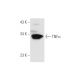 TNF alpha Antibody (52B83) - Western Blotting - Image 58216 