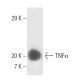 TNF alpha Antibody (J1D9) - Western Blotting - Image 10593