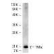 TNF alpha Antibody (TN3-19.12) - Western Blotting - Image 2581