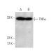 TNF alpha Antibody (TN3-19.12) - Western Blotting - Image 380966 