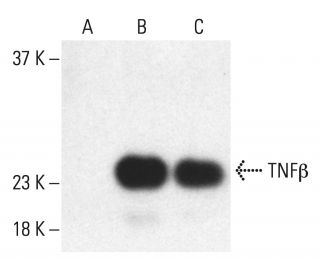 TNF&beta; Antibody (E-6) - Western Blotting - Image 401895 