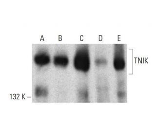 TNIK Antibody (53) - Western Blotting - Image 385761 