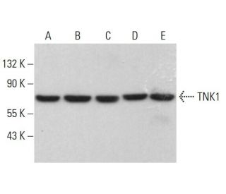 TNK1 Antibody (H-11) - Western Blotting - Image 381395 