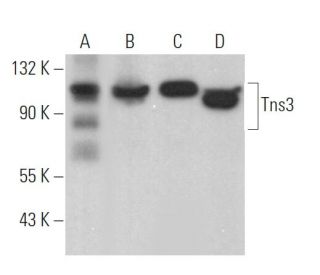 Tns3 Antibody (C-2) - Western Blotting - Image 369746 