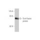 Tns4 Antibody (3B8) - Western Blotting - Image 350314
