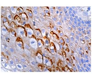 TOB1 Antibody (D-7) - Immunohistochemistry - Image 158098 