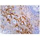 TOB1 Antibody (D-7) - Immunohistochemistry - Image 158098 