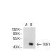 TOB1 Antibody (D-7) - Western Blotting - Image 53129