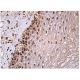 TOB1 Antibody (E-1) - Immunohistochemistry - Image 157334 
