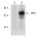 TOB1 Antibody (E-1) - Western Blotting - Image 43754