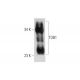 TOB1 Antibody (E-1) - Western Blotting - Image 129502 
