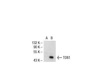 TOB1 Antibody (D-7) - Western Blotting - Image 53129