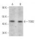 TOB2 Antibody (B-4) - Western Blotting - Image 368552
