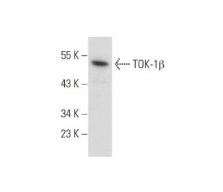 TOK-1&beta; Antibody (B-10) - Western Blotting - Image 138326Each CRISPR/Cas9 Knockout (KO) Plasmid product consists of a pool of 3 plasmids designed to ensure identification and cleavage of a specific gene for maximum knockout efficiency. Each plasmid encodes a unique 20 nt sequence derived from the GeCKO (v2) library. 