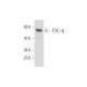 TOK-1β Antibody (B-10) - Western Blotting - Image 138326