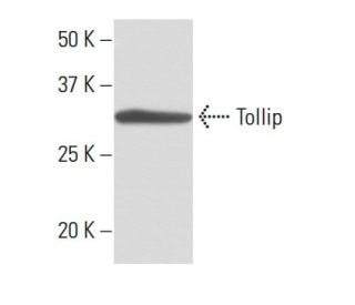 Tollip Antibody (k1B17) - Western Blotting - Image 67356 