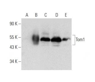 Tom1 Antibody (H-5) - Western Blotting - Image 319284 