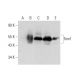 Tom1 Antibody (H-5) - Western Blotting - Image 319284 