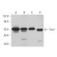 Tom1 Antibody (H-5) - Western Blotting - Image 365959