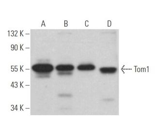 Tom1 Antibody (H-5) - Western Blotting - Image 365959Each CRISPR/Cas9 Knockout (KO) Plasmid product consists of a pool of 3 plasmids designed to ensure identification and cleavage of a specific gene for maximum knockout efficiency. Each plasmid encodes a unique 20 nt sequence derived from the GeCKO (v2) library.