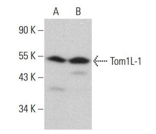 Tom1L-1 Antibody (3F12) - Western Blotting - Image 377396