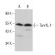 Tom1L-1 Antibody (3F12) - Western Blotting - Image 377396