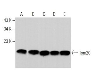 western blotting image from recommended Tom20 (F-10) monoclonal antibody replacement. Image 369291