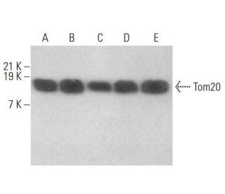 Tom20 Antibody (F-10) | SCBT - Santa Cruz Biotechnology