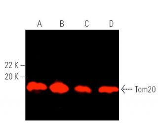 Tom20 Antibody (F-10) | SCBT - Santa Cruz Biotechnology