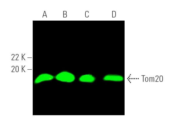 Tom20 Antibody (F-10) | SCBT - Santa Cruz Biotechnology