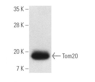 Tom20 Antibody (F-10) - Western Blotting - Image 4179
