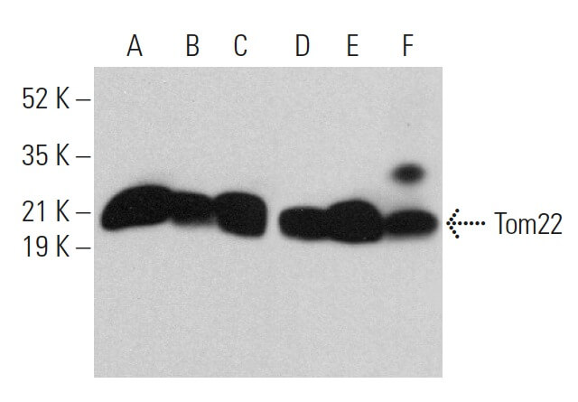 tom22-antibody-1c9-2-western-