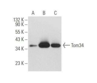 Tom34 Antibody (S-05) - Western Blotting - Image 68401 