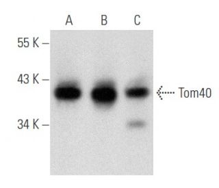western blotting image from recommended Tom40 (D-2) monoclonal antibody replacement. Image 356608