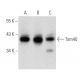 western blotting image from recommended Tom40 (D-2) monoclonal antibody replacement. Image 356608