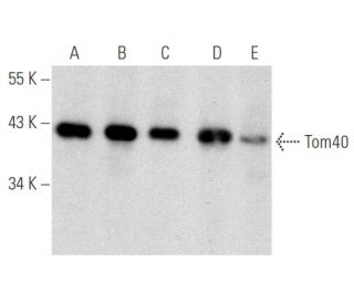 Tom40 Antibody (H-7) - Western Blotting - Image 356610 