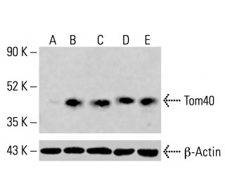 Tom40 Antibody (D-2) - Western Blotting - Image 414323