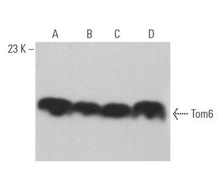 Tom6 Antibody (E-6) - Western Blotting - Image 371930 