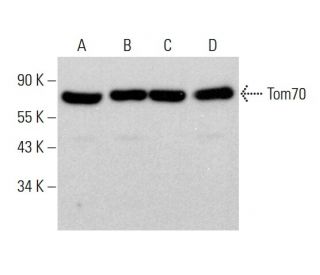 western blotting image from recommended Tom70 (A-8) monoclonal antibody replacement. Image 382179