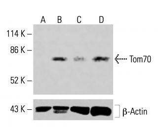 Tom70 Antibody (A-8) - Western Blotting - Image 415092 