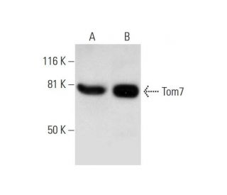 Tom70 Antibody (A-8) - Western Blotting - Image 289581