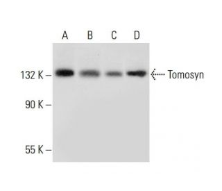 Tomosyn Antibody (15) - Western Blotting - Image 295594