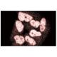 TopBP1 Antibody (33) - Immunofluorescence - Image 60708