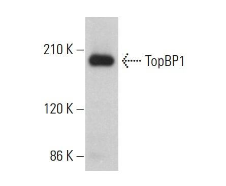 topbp1-antibody-b-7-western-