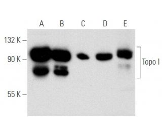 western blotting image from recommended Topo I (C-21) monoclonal antibody replacement. Image 356625