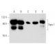 western blotting image from recommended Topo I (C-21) monoclonal antibody replacement. Image 356625